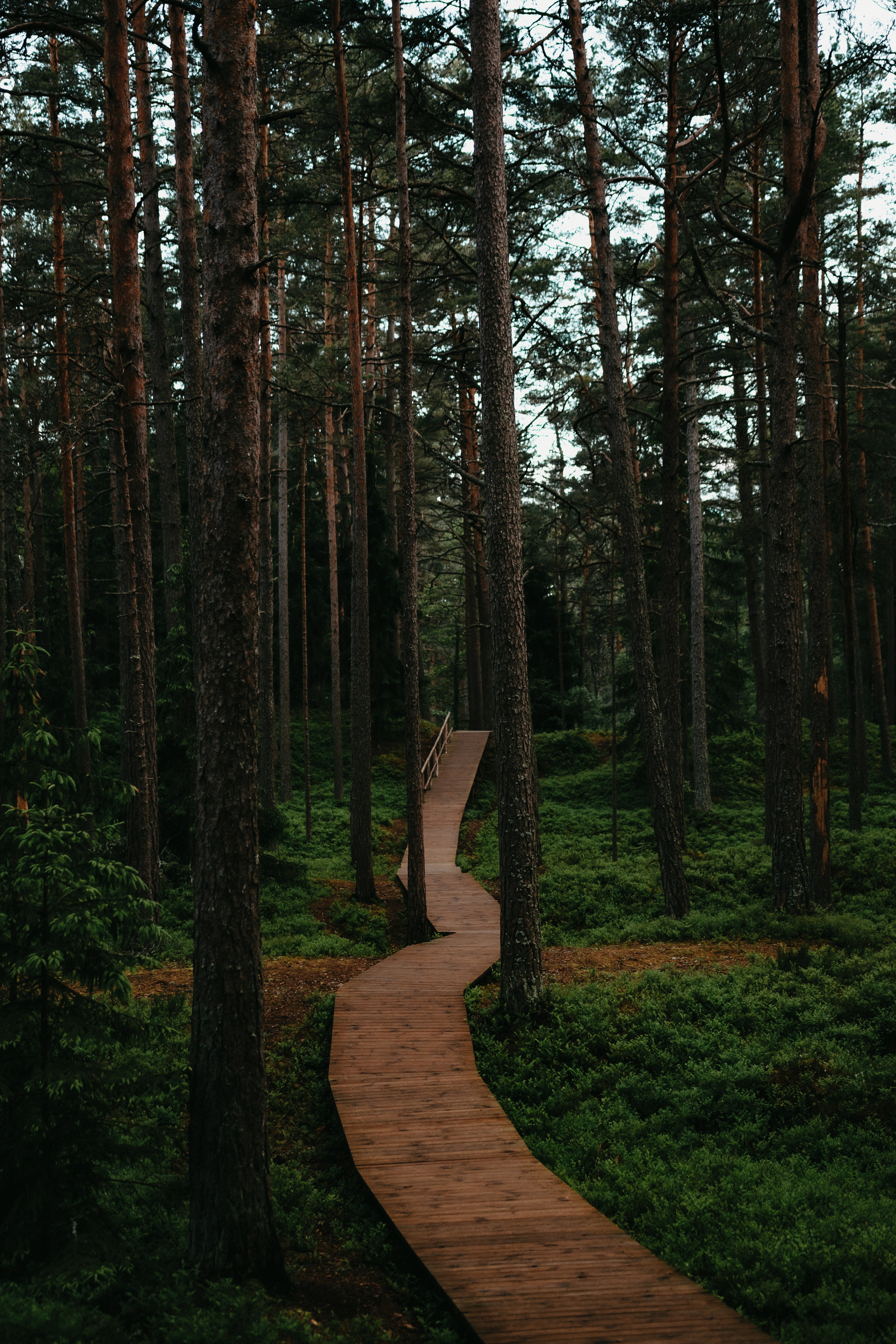 brown concrete pathway in the middle of green trees